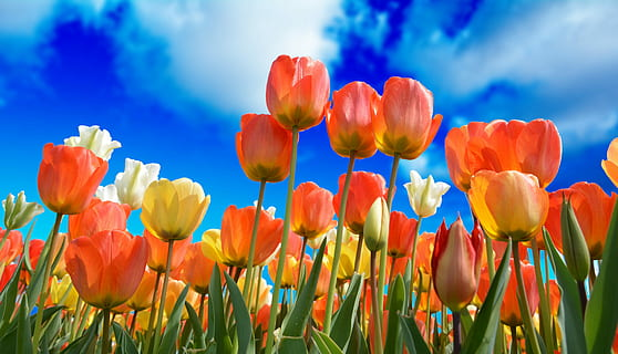 Tulips image